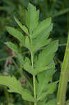 Wild parsnip